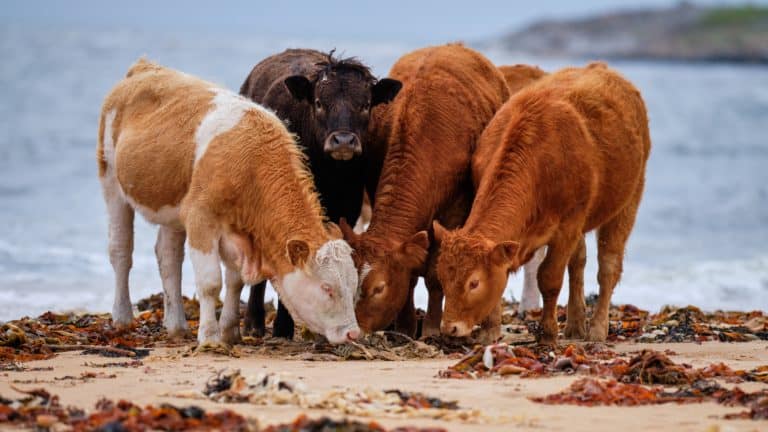 Cows eat seaweed
